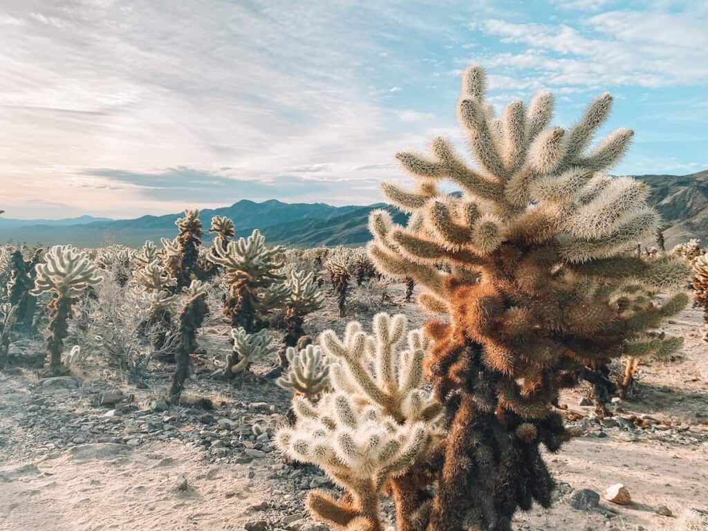 Short spiny cholla cactus appear to glow as the morning sun hits them in Joshua Tree National park. 
