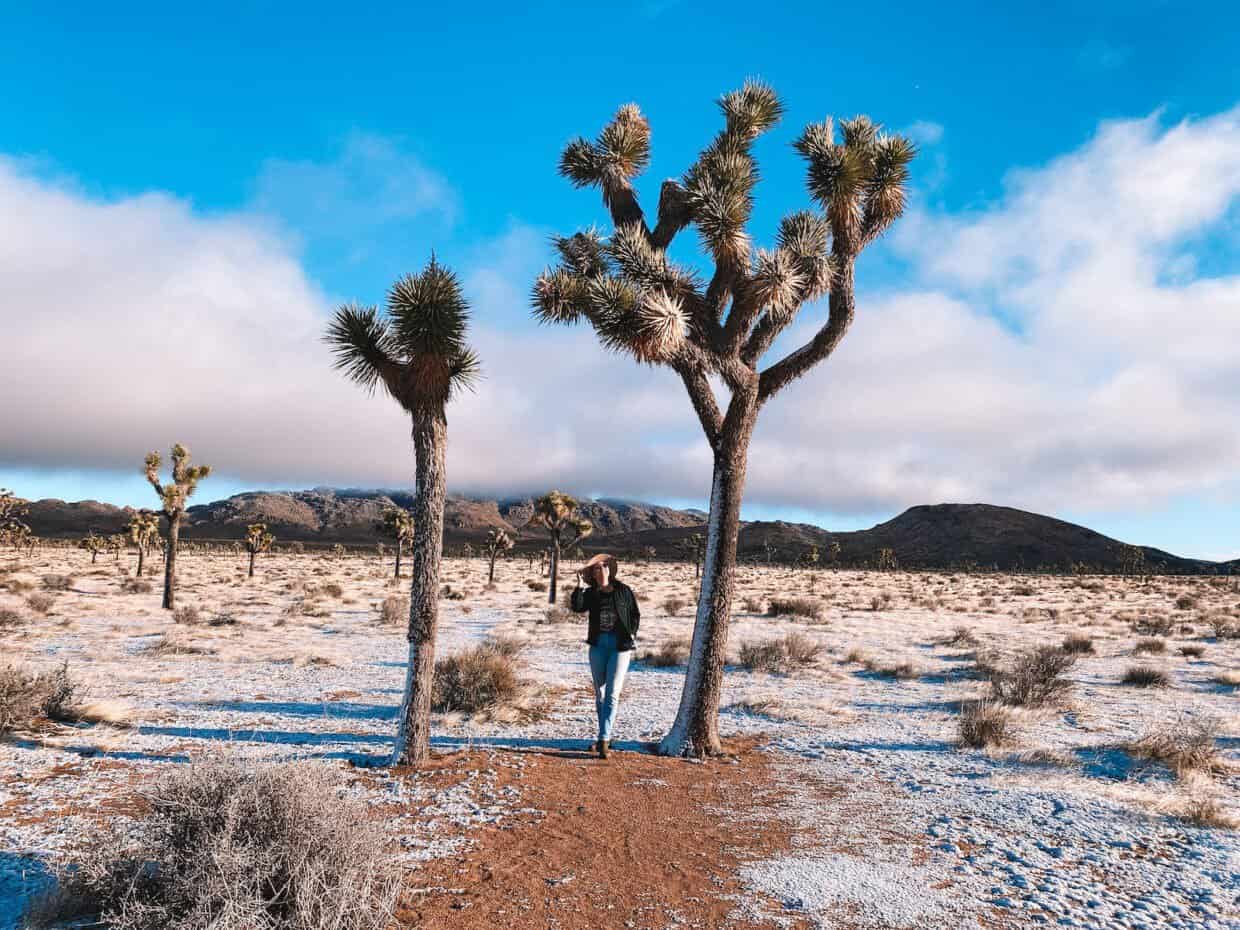 Josh One Tree One Perfect Day in Joshua Tree: 1 Day Itinerary