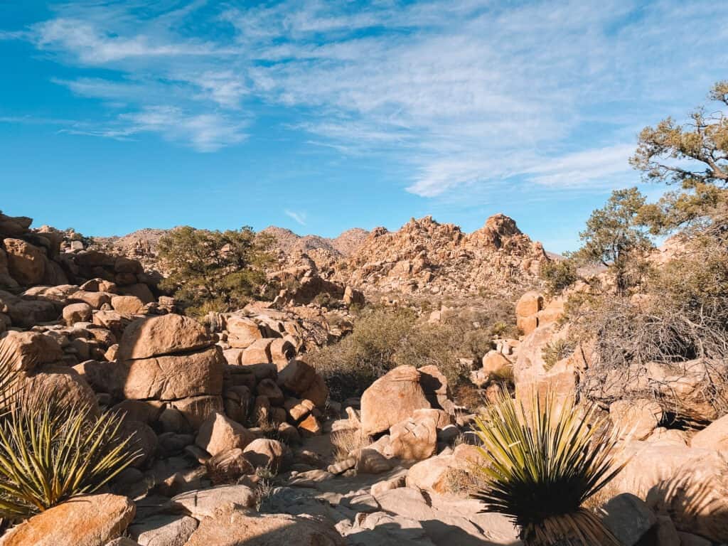 Boulders and Cacti in Hidden Valley on a Joshua Tree National Park hike
