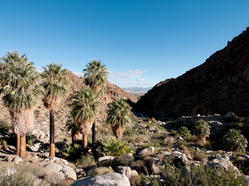 A small oasis of palm trees in a rocky desert canyon. 