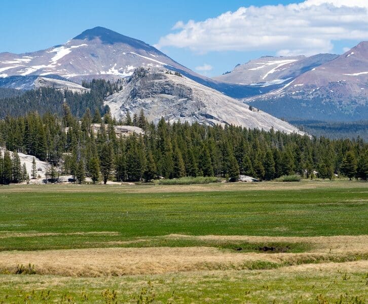 snowcapped peaks in the distance with a lush green meadow in the foreground in Tuolumne Meadow on Tioga Road in Yosemite
