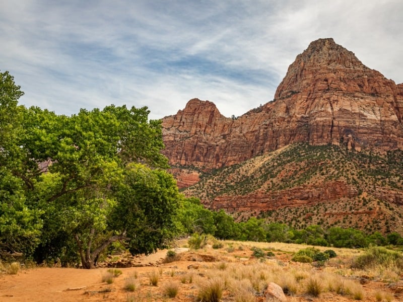 a sandy trail leads to the giant red rock Watchman formation in Zion National Park. 
