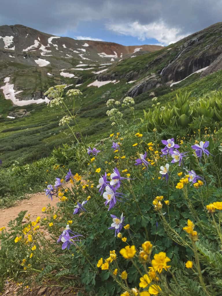 wildflowers in the Lower Basin on the Ice Lakes Trail in Colorado