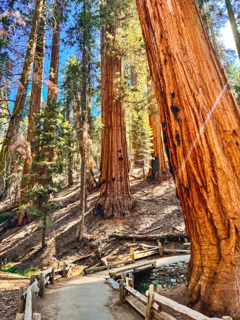 Giant Sequoias on the congress trail in Sequoia National Park
