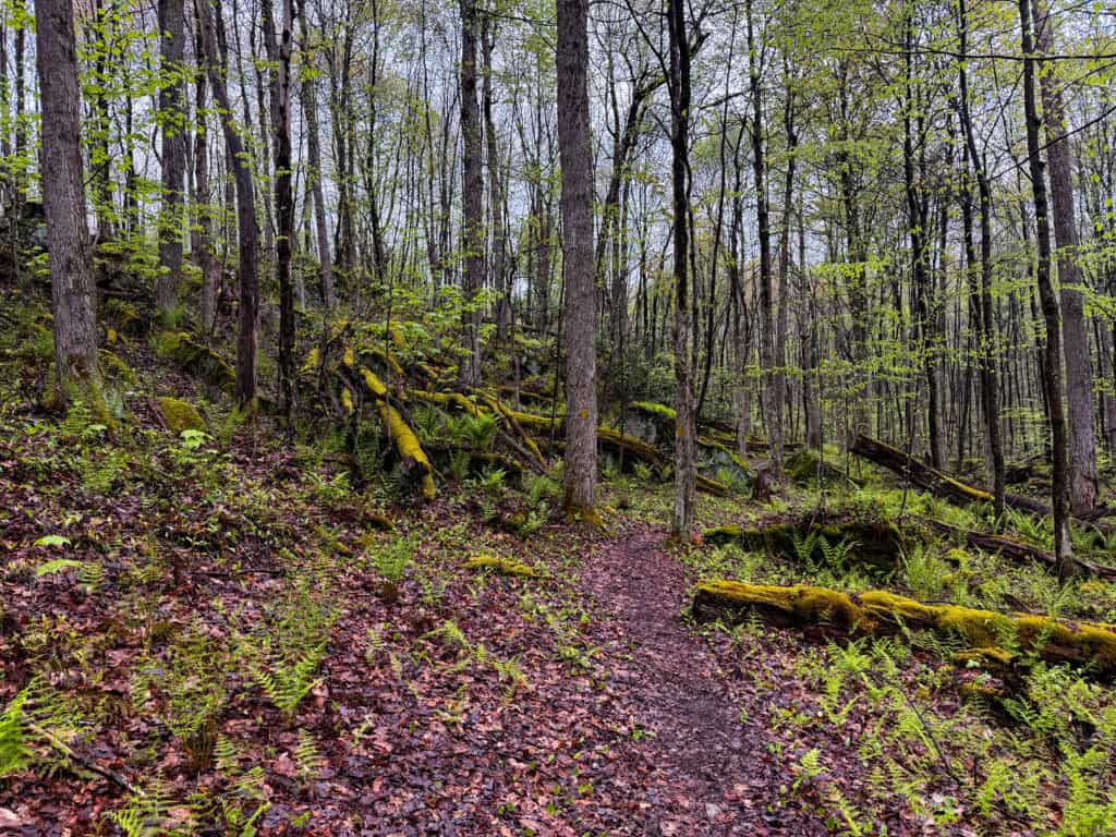 A moody forest scene on the Laurel Highlands Hiking Trail