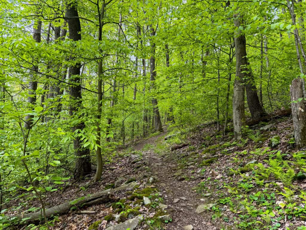 a wooded section of the Laurel Highlands Hiking Trail
