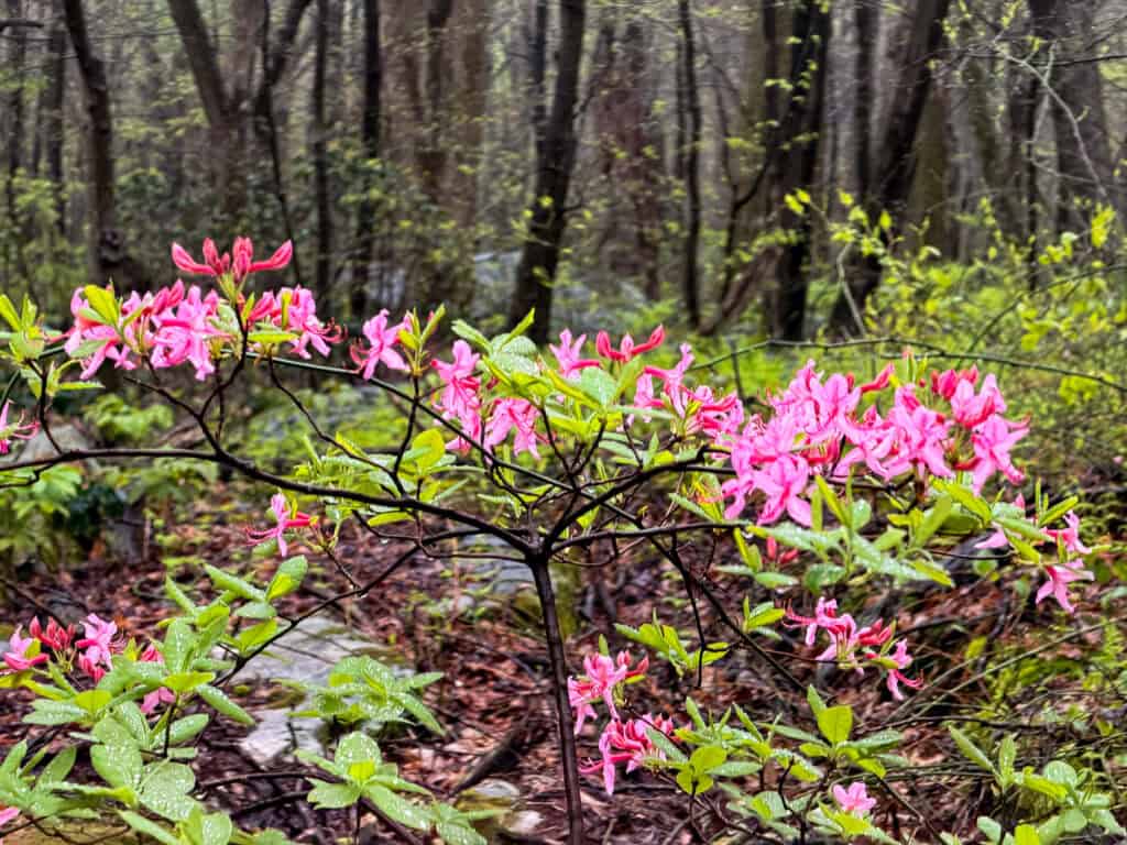 beautiful spring flowers on the LHHT Laurel Highlands Hiking Trail